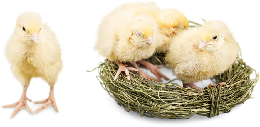 chicks in a nest