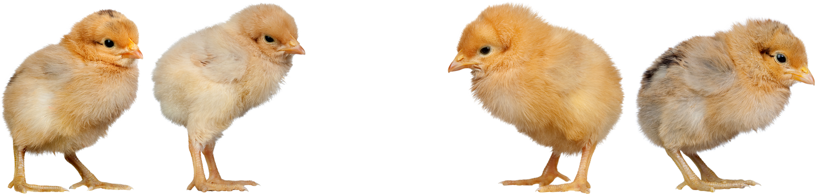 Yellow Chicks