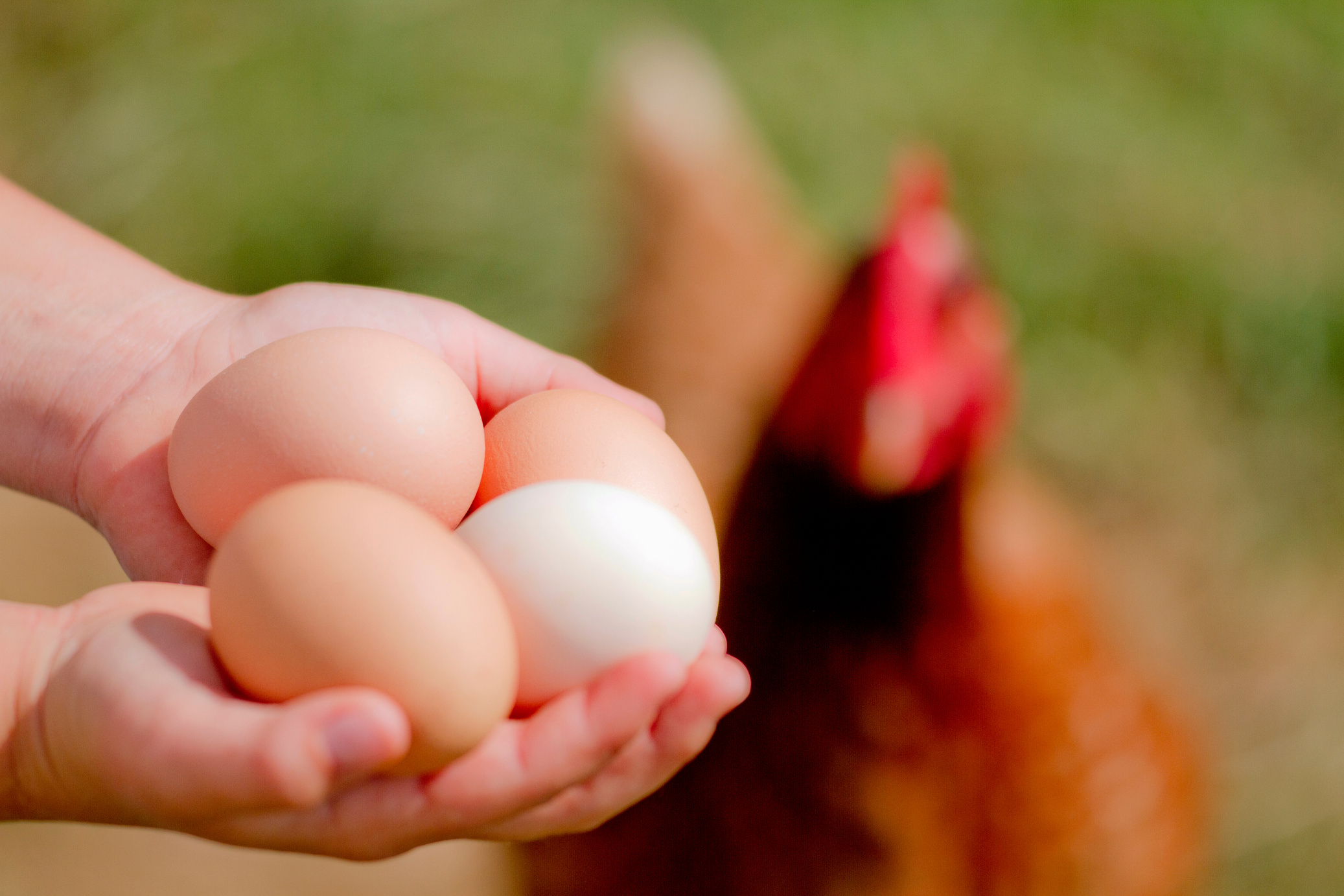 Free range farm eggs